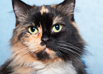 Quelle couleur attire les chats ?