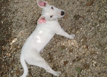 Comment reconnaître la race de mon hamster ?