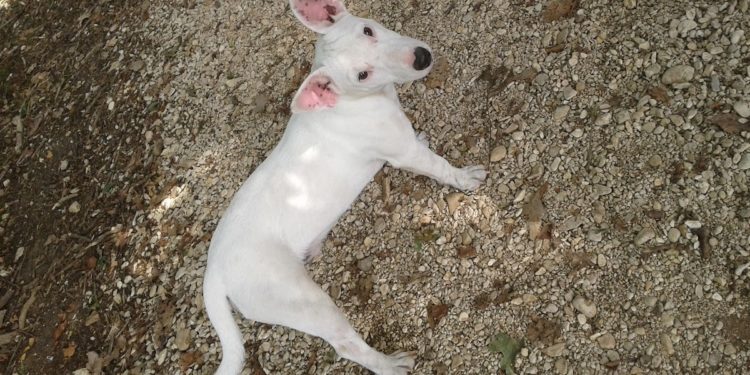 Comment reconnaître la race de mon hamster ?