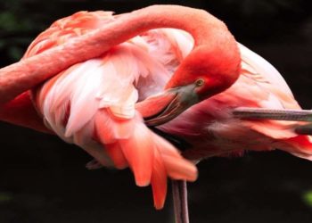 Quelle est la durée de vie d'un staff américain ?