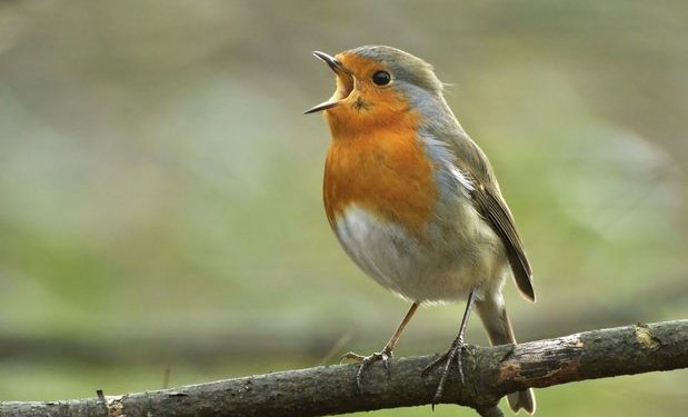 Pourquoi le Rouge-gorge est toujours seul ?