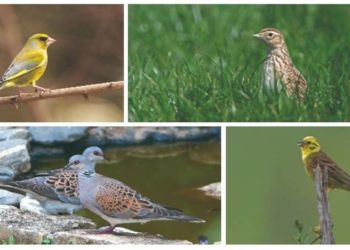 Quelles sont les classes d'oiseaux ?