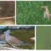 Quelles sont les classes d'oiseaux ?