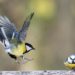 Comment reconnaître les oiseaux du jardin ?