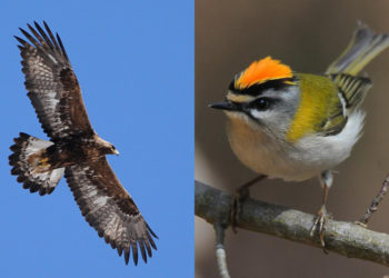 Quel est l'oiseau qui parle le mieux ?