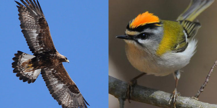 Quel est l'oiseau qui parle le mieux ?