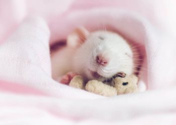 Comment savoir si votre hamster est heureux ?