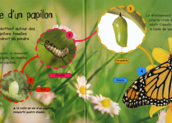 Comment vivent les papillon ?