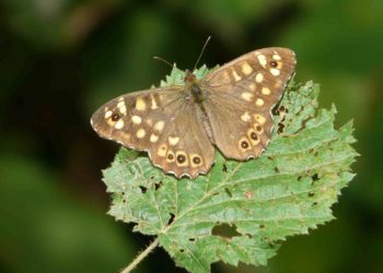 Quel animal devient un papillon ?