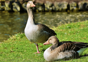 Qui est le mâle de l'oie ?