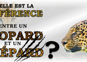 Quelle est la différence entre un tigre et un léopard ?