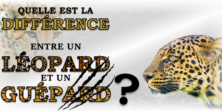 Quelle est la différence entre un tigre et un léopard ?