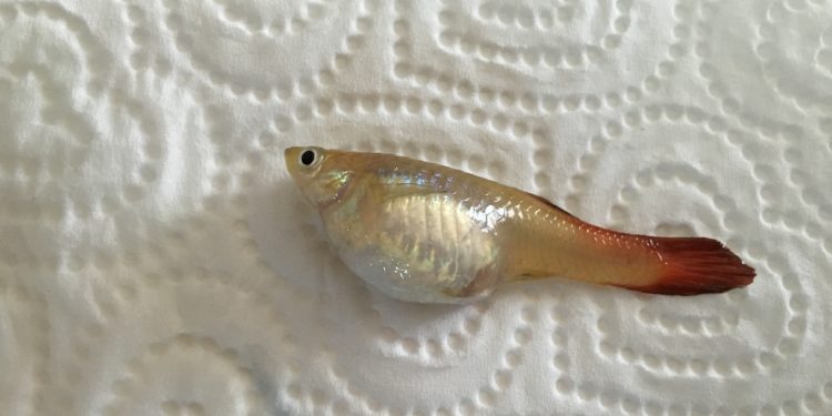 Pourquoi un Guppy reste au fond ?