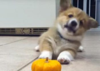 Quand Est-ce qu'on peut toucher un bébé hamster ?