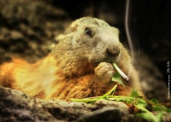 Quel nom pour une marmotte ?