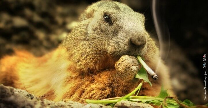 Quel nom pour une marmotte ?