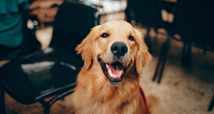 Quel sont les meilleurs croquette ?