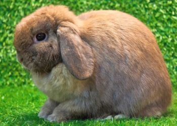Quel est le lapin le plus sociable ?
