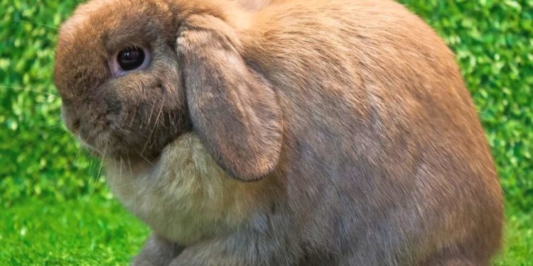 Quel est le lapin le plus sociable ?
