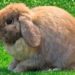 Quel est le lapin le plus sociable ?