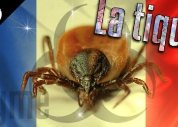 Quel est l'insecte le plus dangereux de France ?