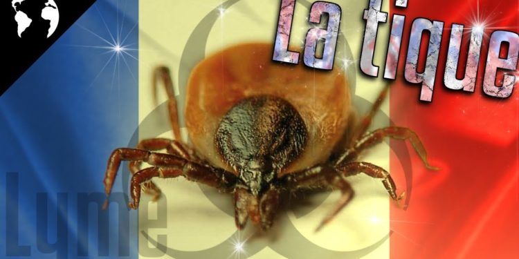 Quel est l'insecte le plus dangereux de France ?