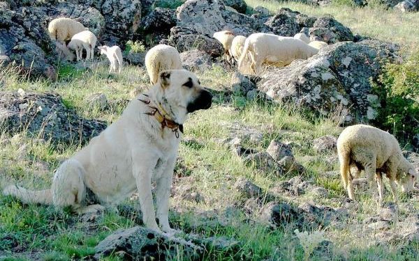 Quelle est la race du chien le plus fort du monde ?