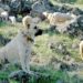 Quelle est la race du chien le plus fort du monde ?