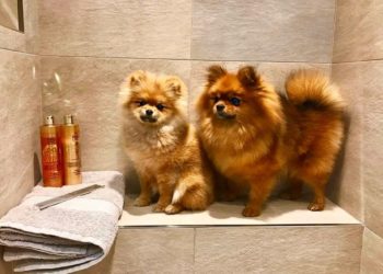 Comment toiletter un Spitz loup ?