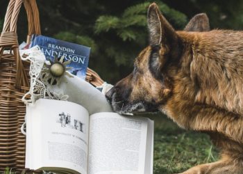 Quel est le meilleur âge pour un cheval ?
