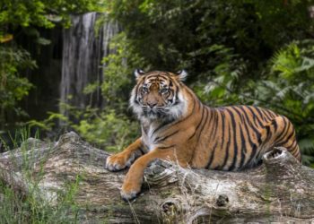 Où vivent les tigres du Bengal ?