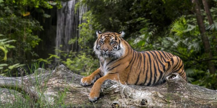 Où vivent les tigres du Bengal ?