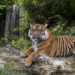 Où vivent les tigres du Bengal ?