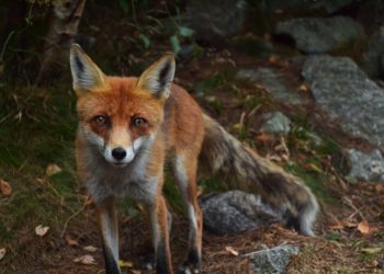 Qui est le cousin du renard ?