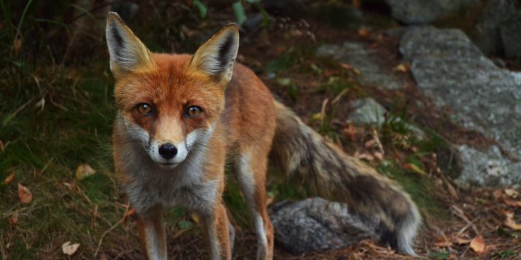 Qui est le cousin du renard ?