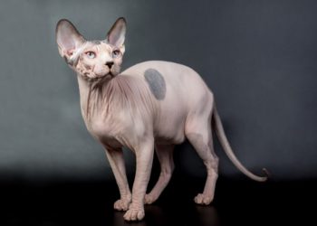 Quelle est la race de Pattenrond ?