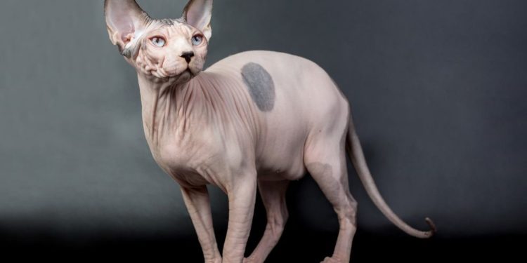 Quelle est la race de Pattenrond ?