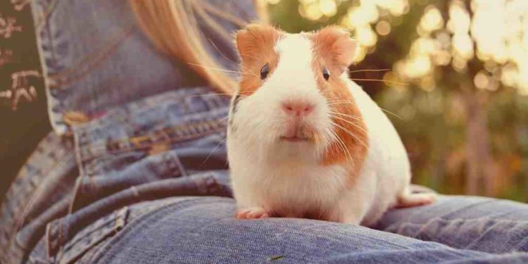 Quel est le meilleur petit animal de compagnie ?