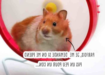 Quel est le rongeur le plus affectueux ?