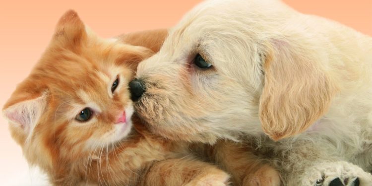 Quel animal de compagnie prendre avec un chat ?