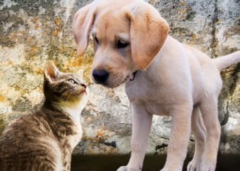 Quel animal de compagnie à adopter ?