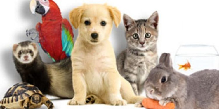 Quel est l'animal le plus facile à s'occuper ?