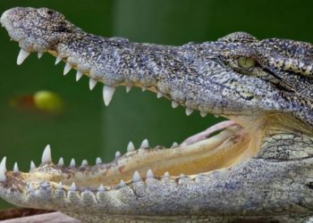 Quel animal a 50 dents ?