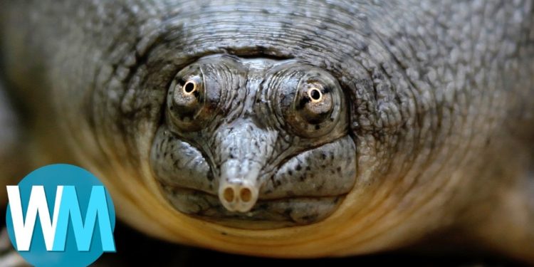 Quel est l'animal le moins rare du monde ?