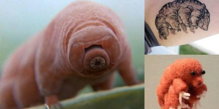 Quel est l'animal le plus rare en France ?