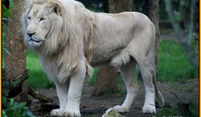Quel est le plus beau lion au monde ?