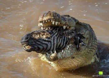 Quel est l'animal sauvage le plus aimé au monde ?