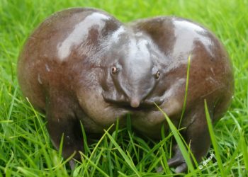 Quel est l'animal le plus moche ?