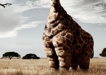 Quel est l'ancêtre de l'éléphant ?