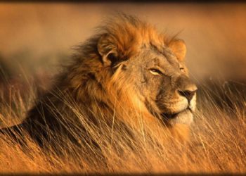 Quels sont les animaux en Afrique du Sud ?